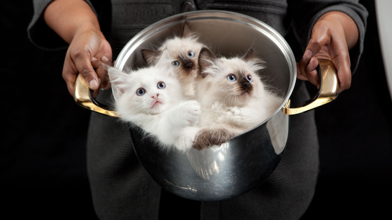 Красивые породистые котята в кастрюле