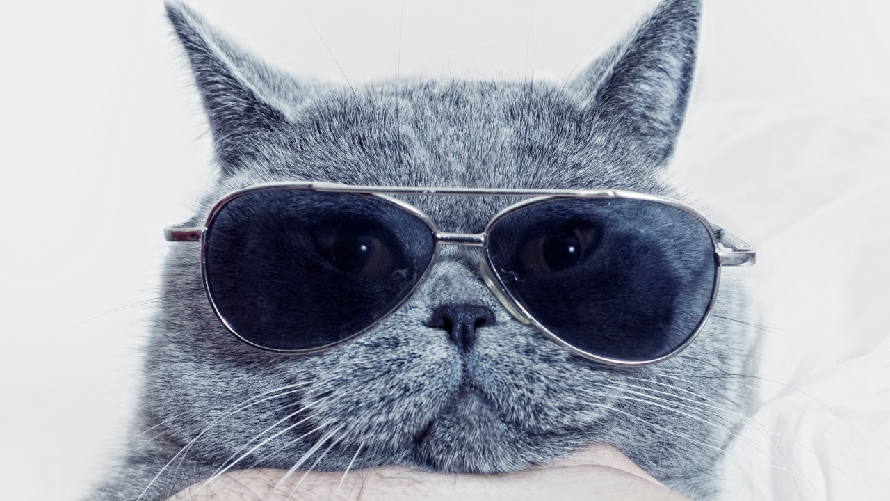 Британский кот в очках