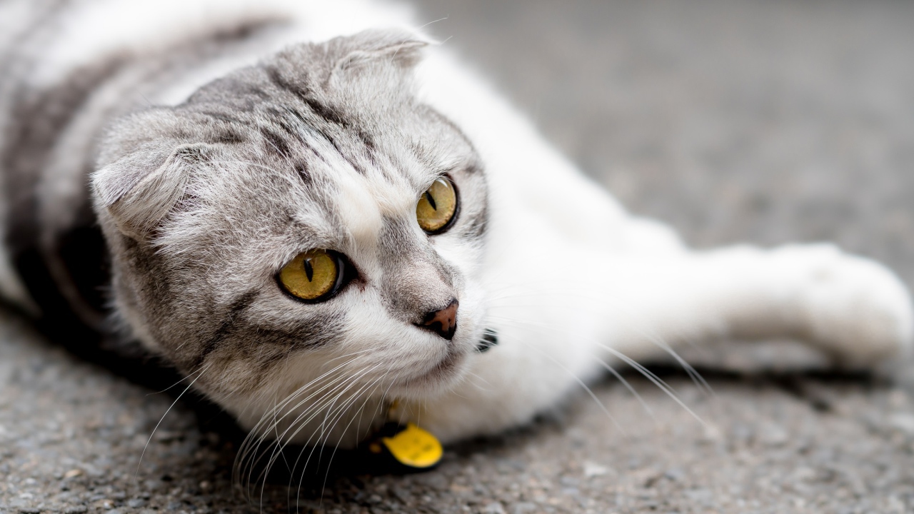 Британский вислоухий кот лежит на асфальте 