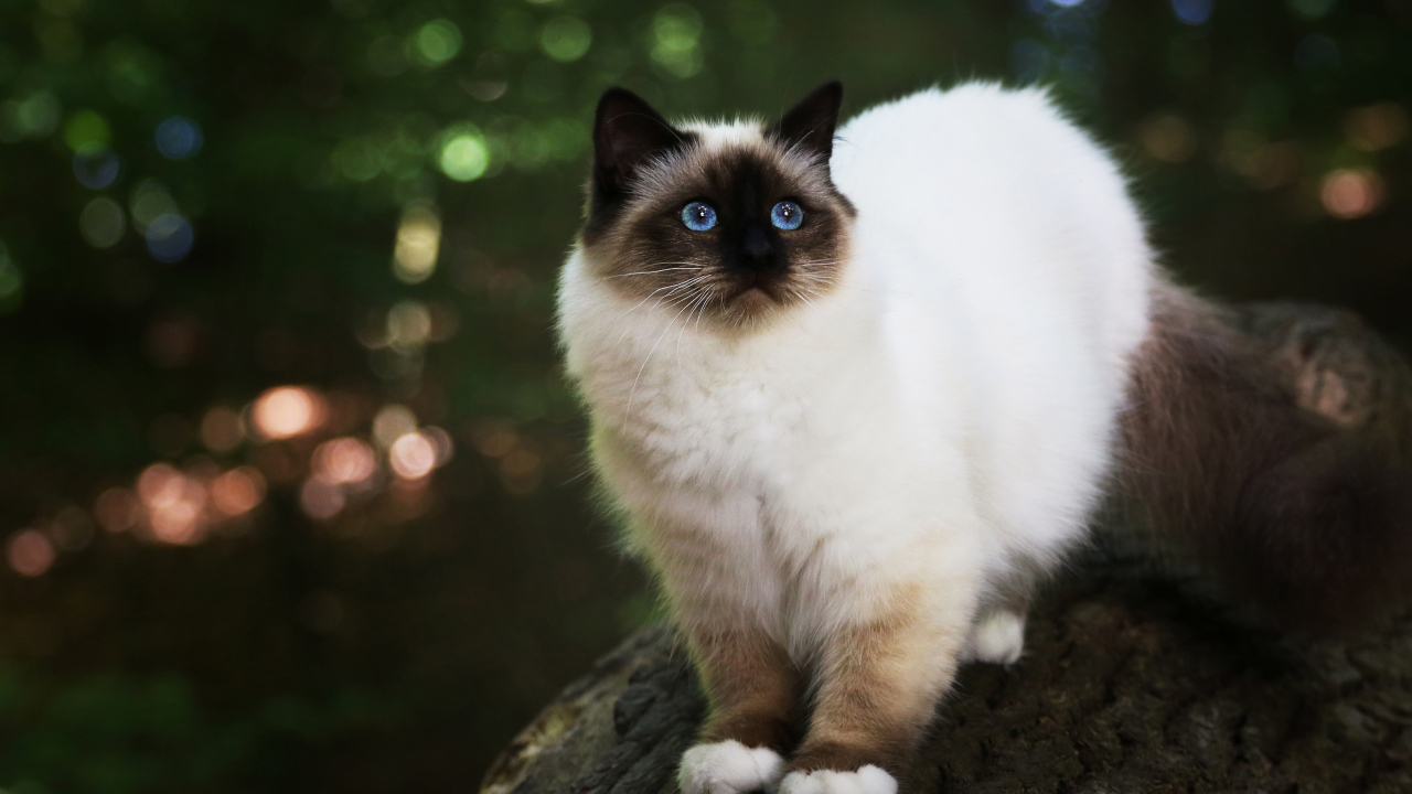 Бирманская кошка с голубыми глазами на дереве 