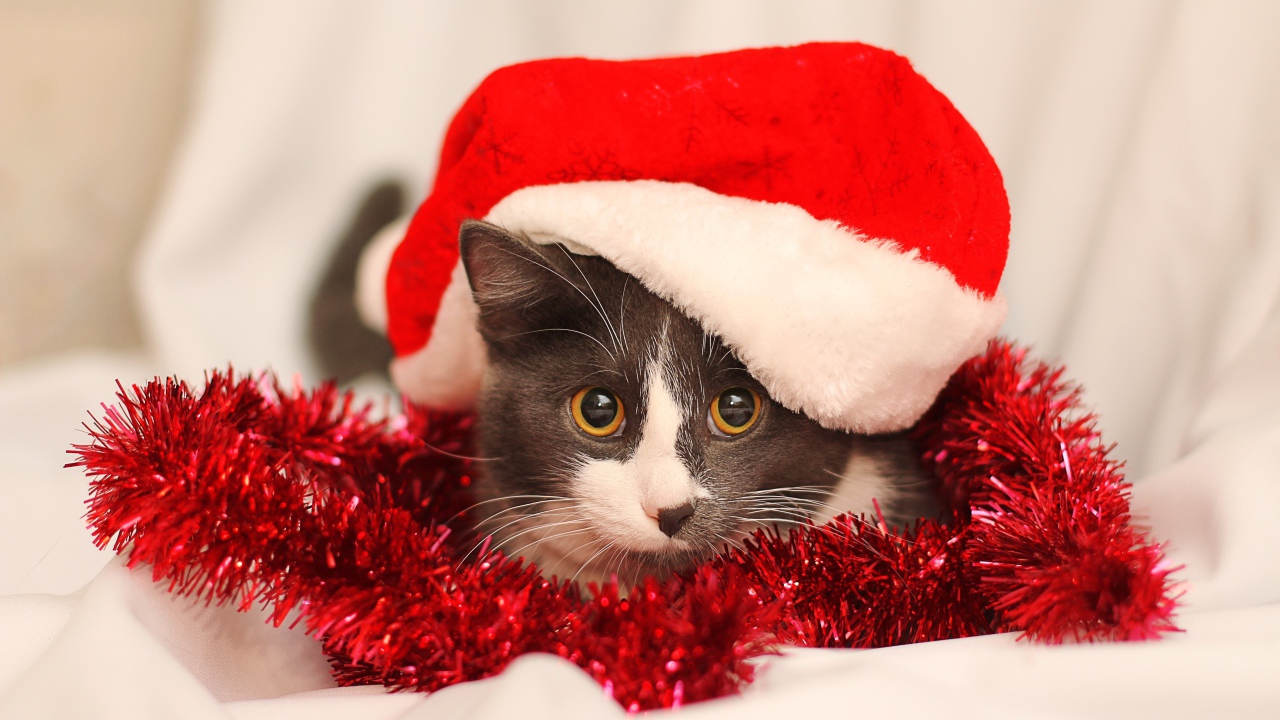Кот в красной новогодней шапке с мишурой