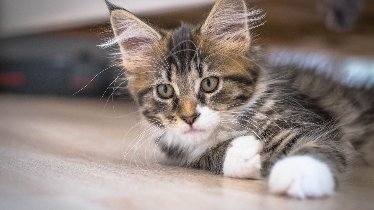 Дорогой породистый котенок мейн кун 