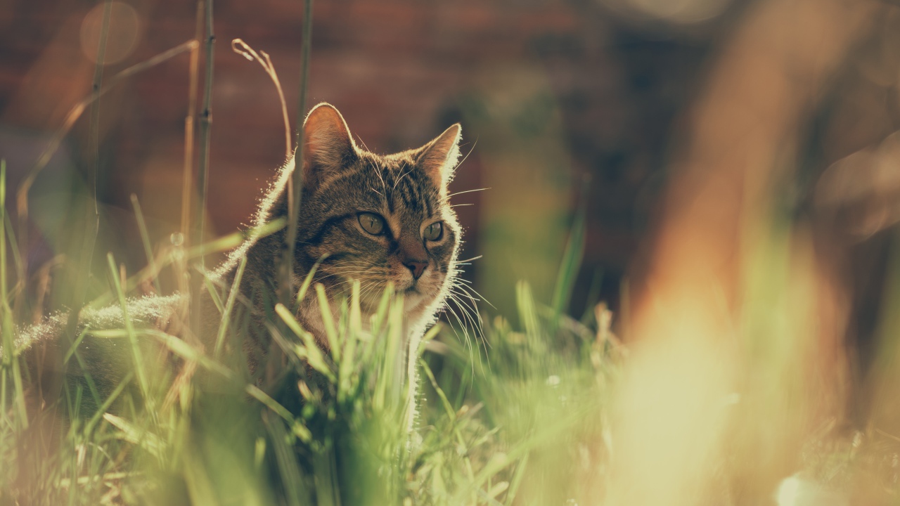 Недовольный серый кот в траве