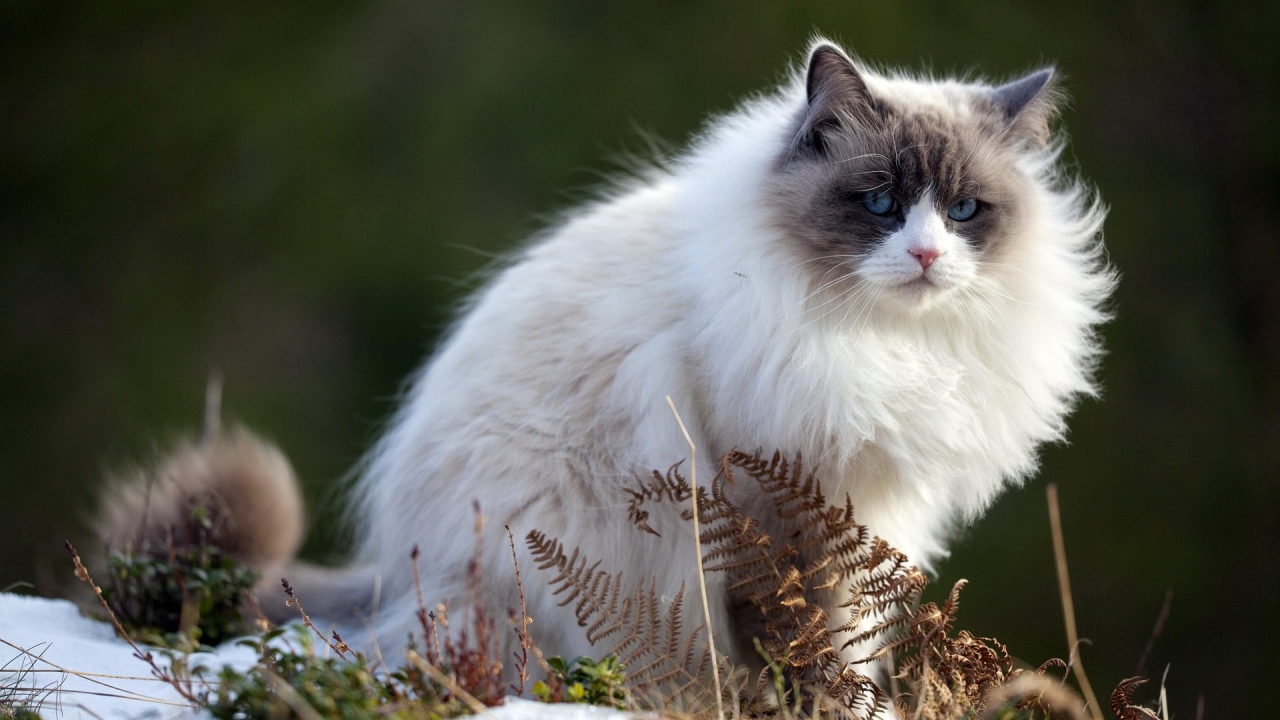 Пушистый породистый кот сидит на тающем снегу весной