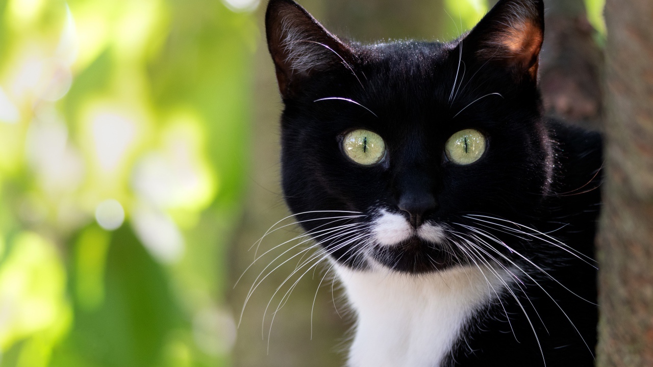 Испуганный черно белый кот с длинными усами 