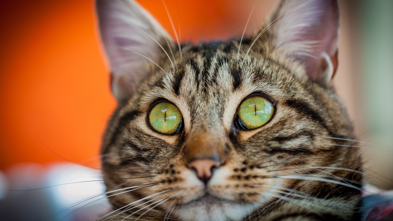 Забавная морда серого зеленоглазого кота