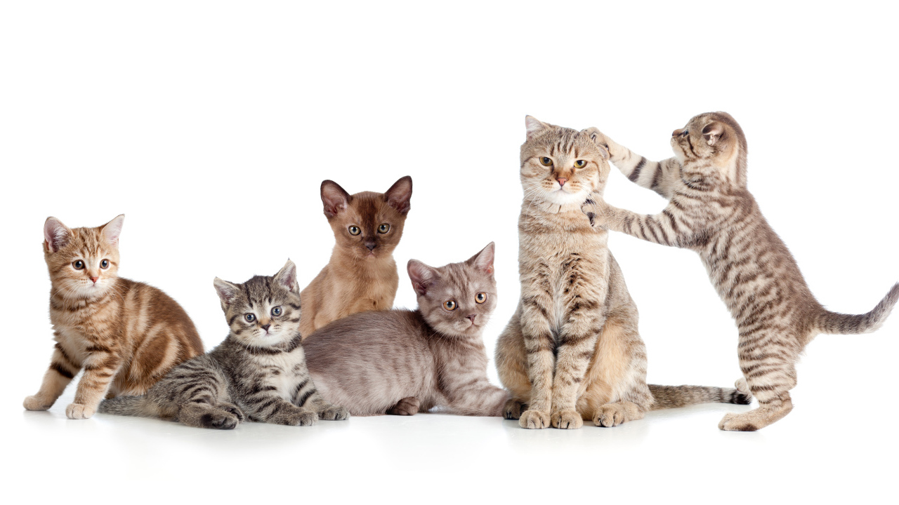 Забавные маленькие котята на белом фоне