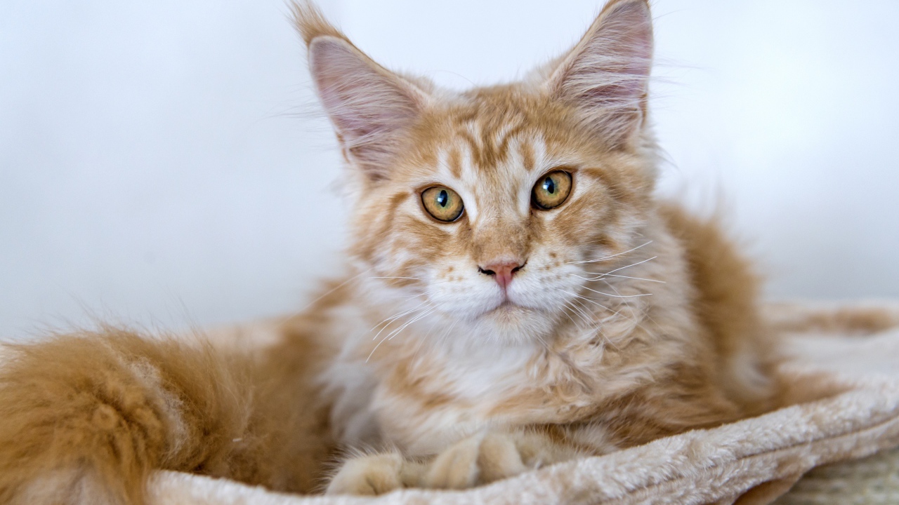 Пушистый рыжий кот породы мейн кун