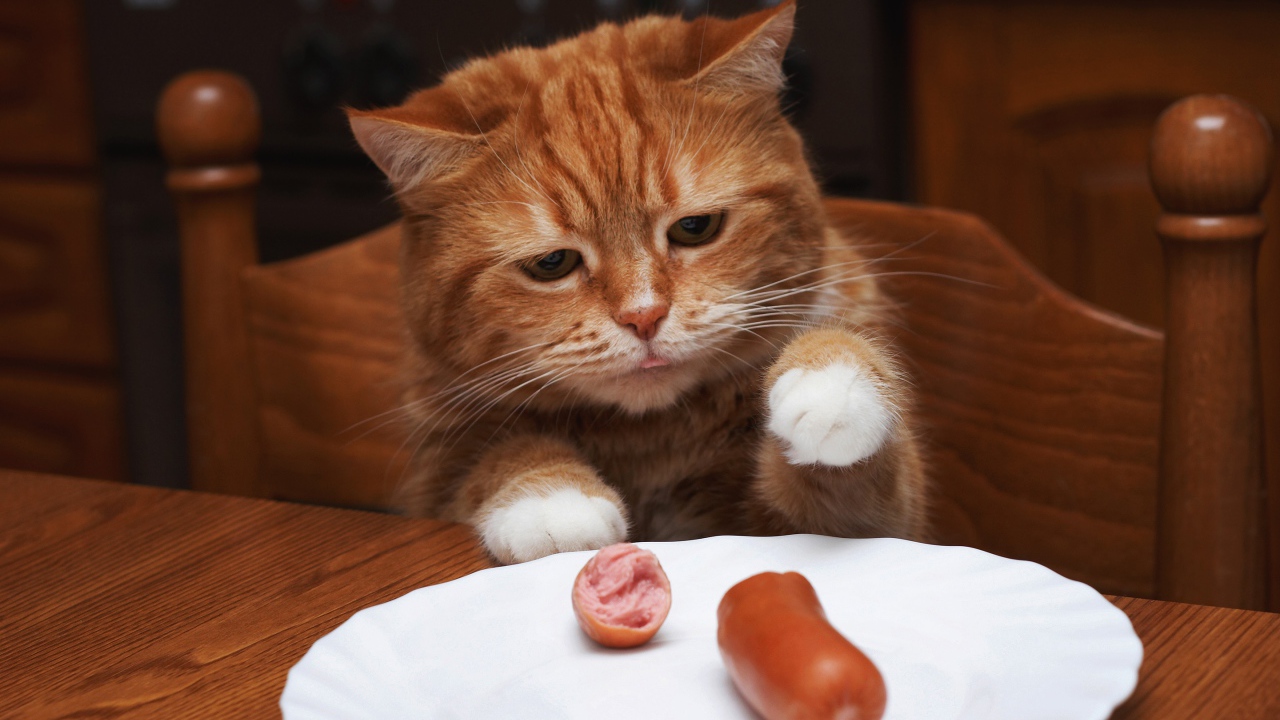Рыжик кот ворует сосиску с тарелки на столе