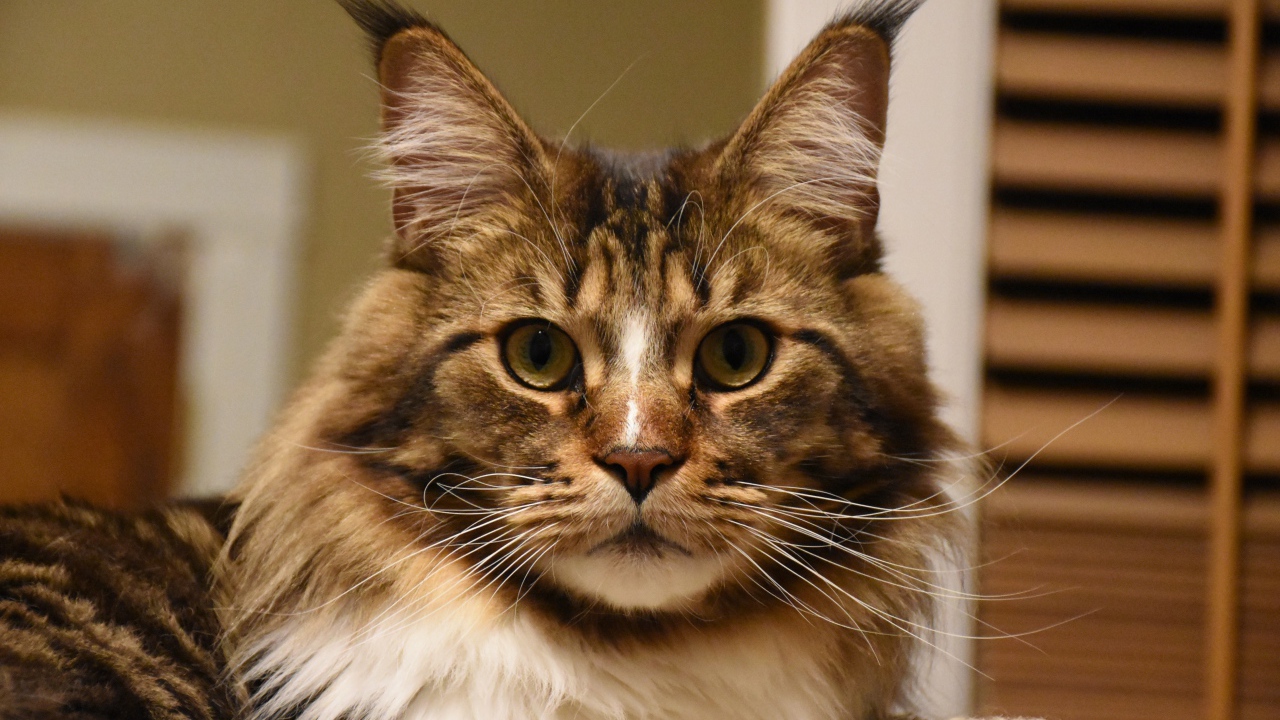 Серый красивый кот мейн кун крупным планом 