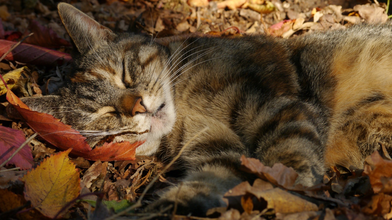 Серый красивый кот спит на желтой опавшей листве