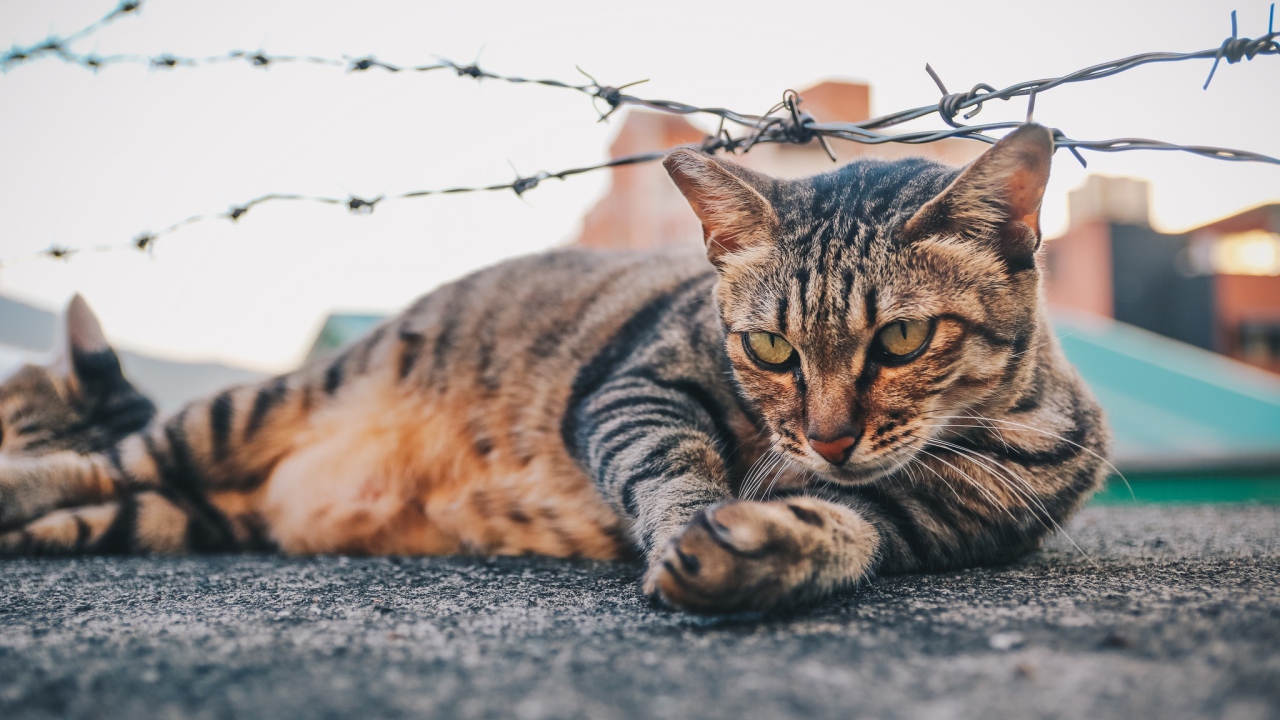 Серый кот лежит под колючей проволокой