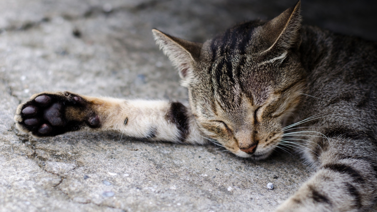 Спящий серый кот на асфальте