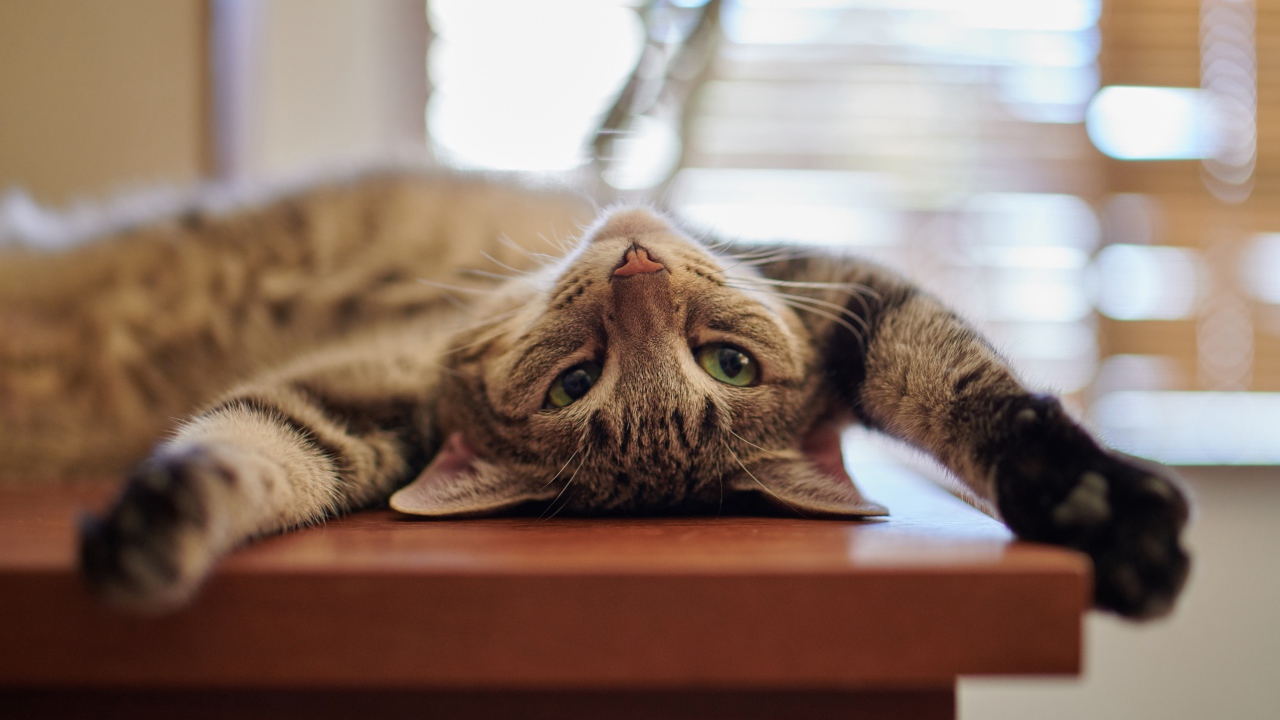 Серый кот с зелеными глазами лежит на столе