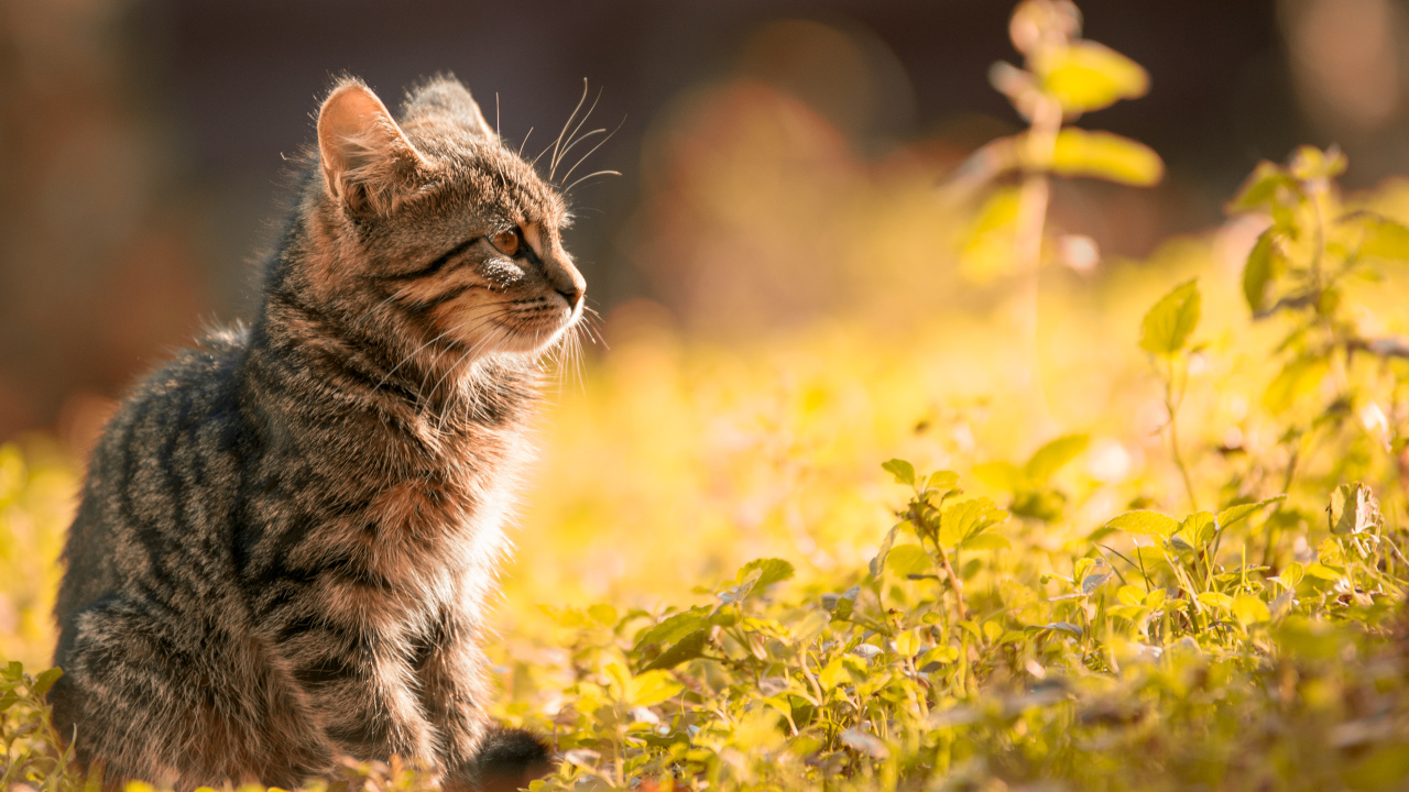 Серый котенок сидит на траве в лучах солнца