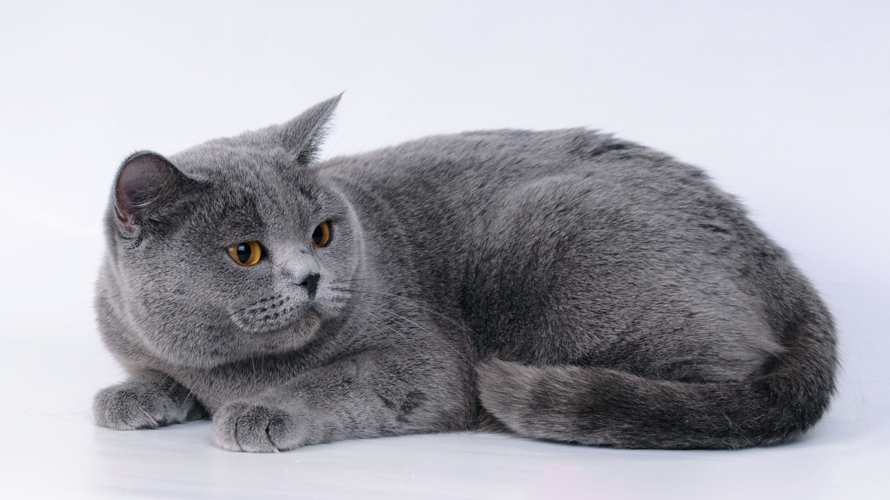 Большой британский кот на сером фоне