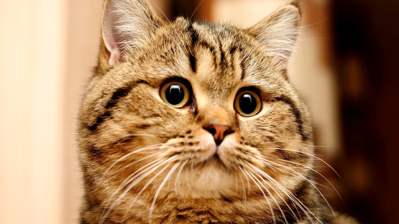 Большой серый кот с удивленным взглядом