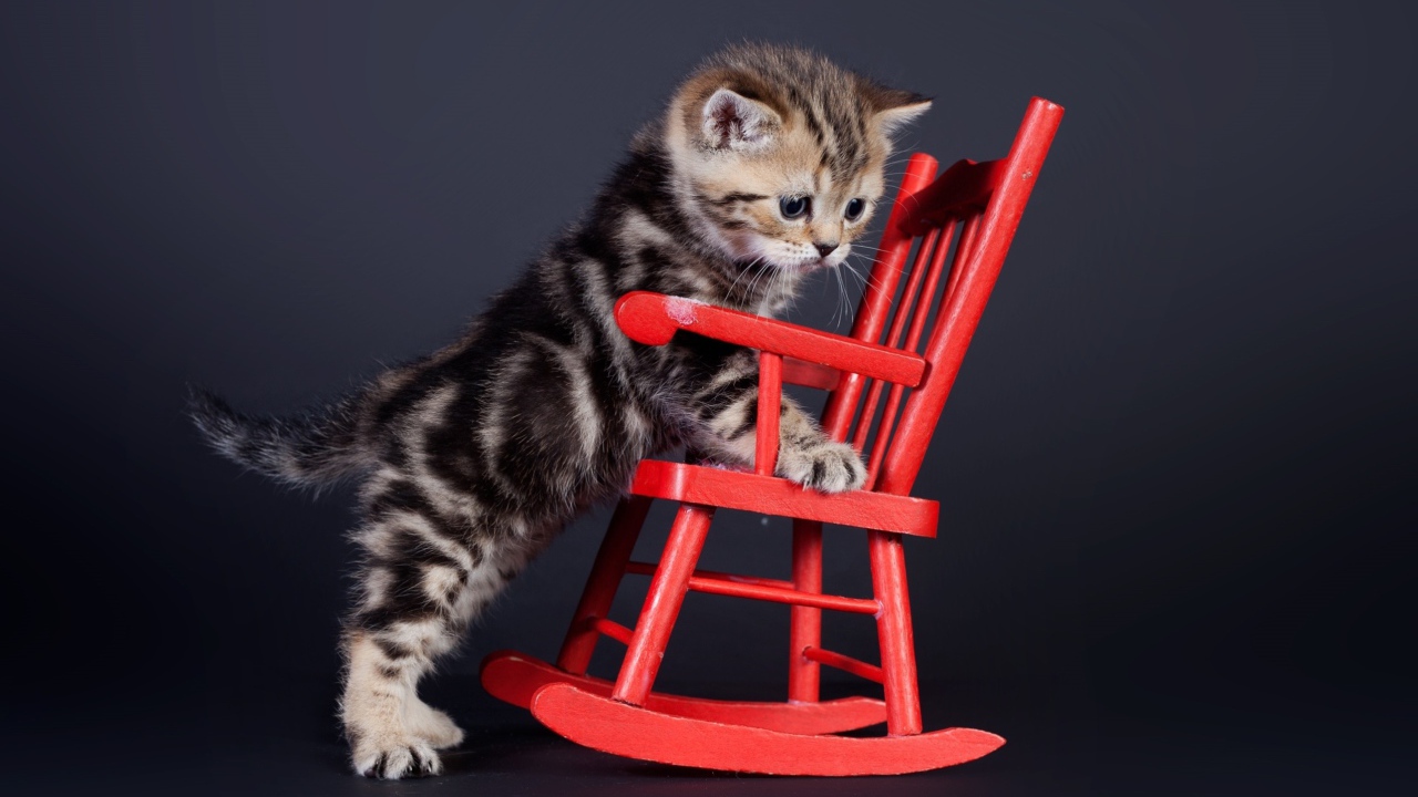 Маленький шотландский котенок на красном игрушечном кресле