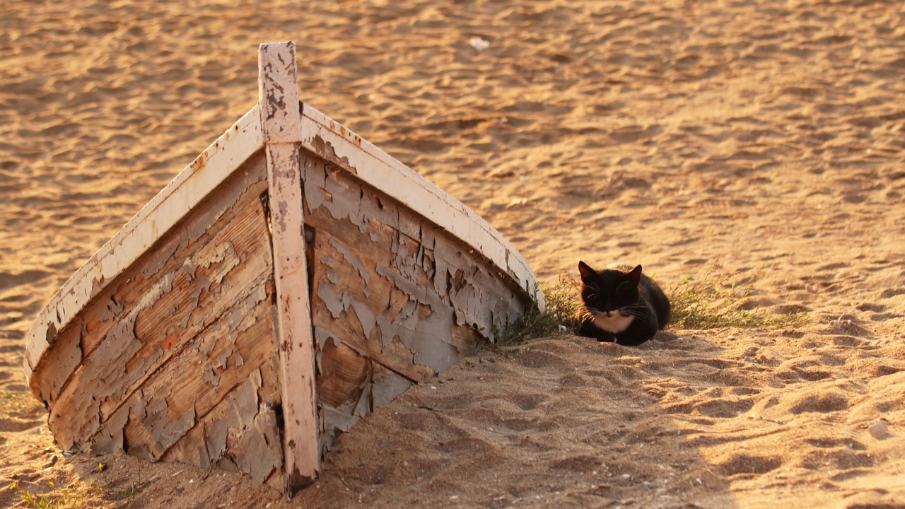 Маленький черный котенок на песке у старой лодки