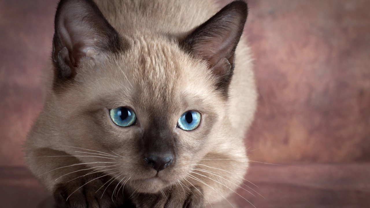 Маленький голубоглазый сиамский котенок