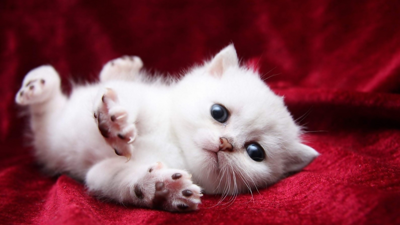 Маленький пушистый котенок турецкой ангоры