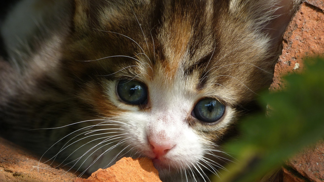 Маленький забавный котенок