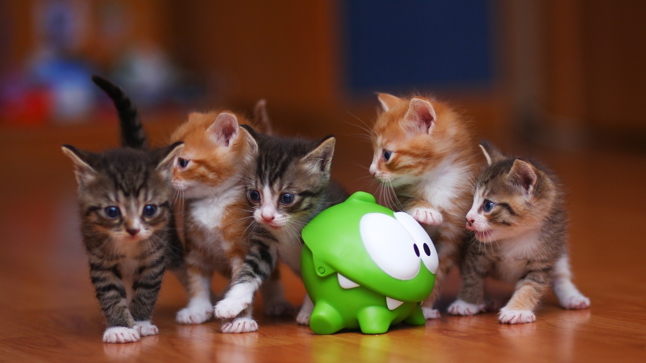Маленькие смешные котята с зеленой игрушкой