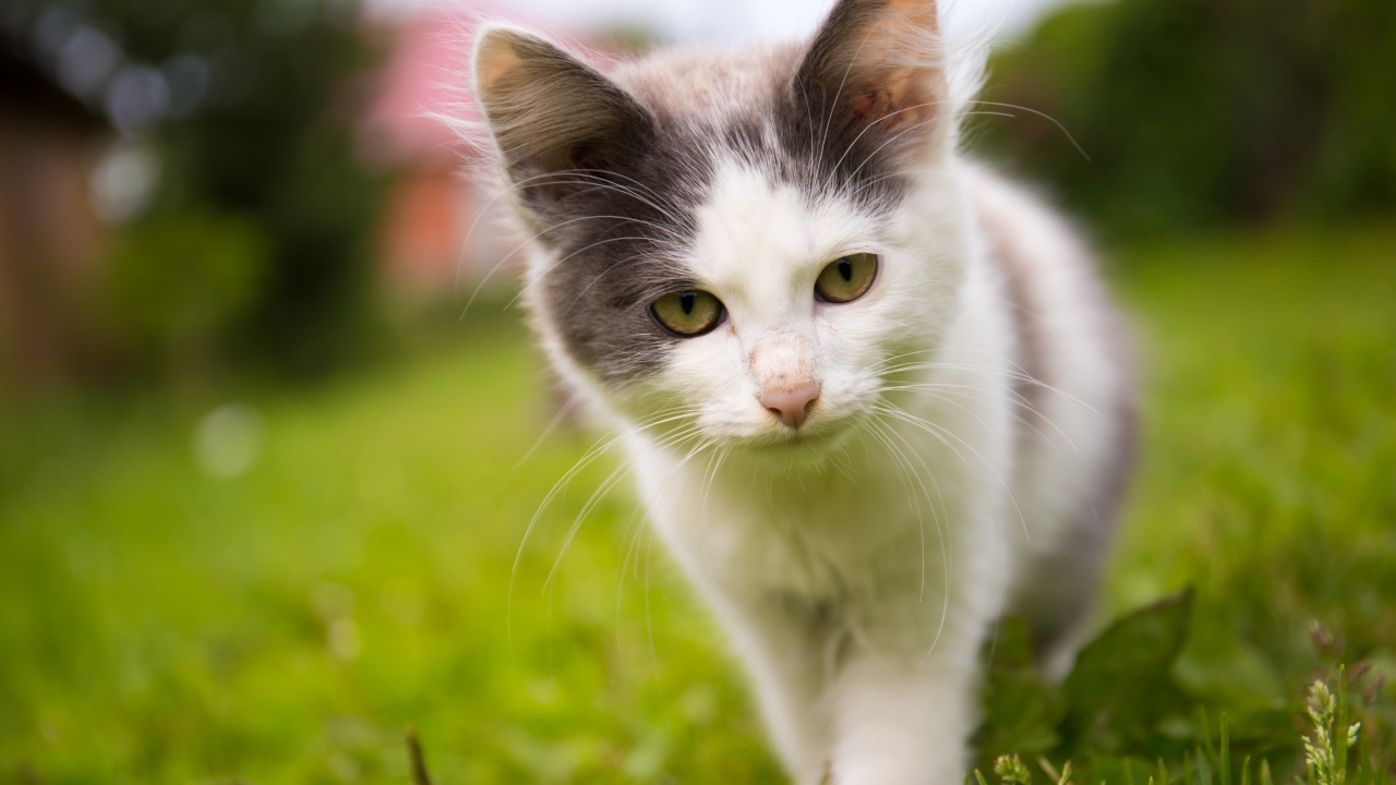 Маленький котенок на зеленой траве 