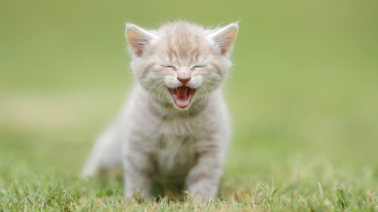 Маленький рыжий котенок на зеленой траве 