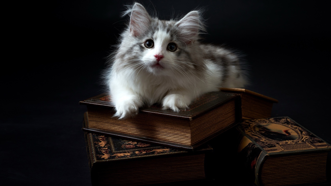 Котенок породы мейн кун лежит на книгах