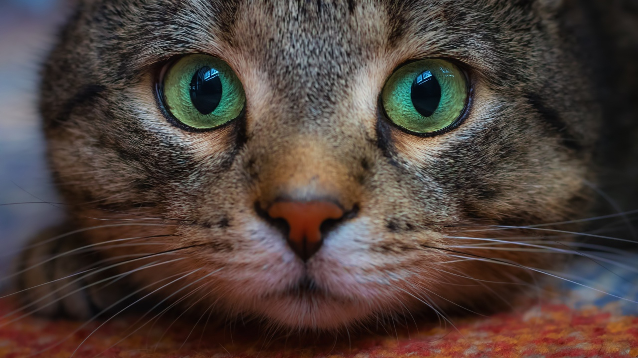 Морда зеленоглазого серого кота крупным планом 