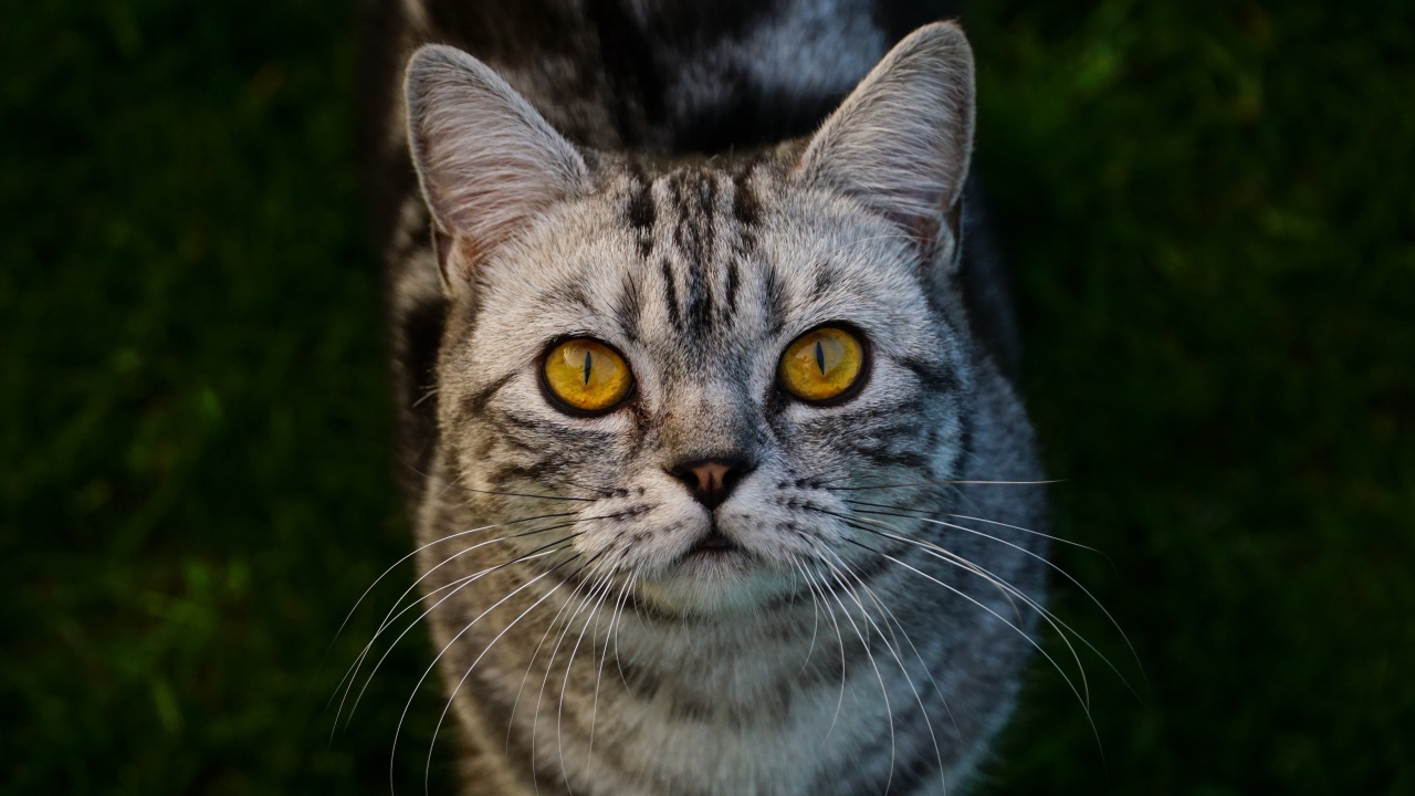 Pure gray cat with yellow eyes on green grass
