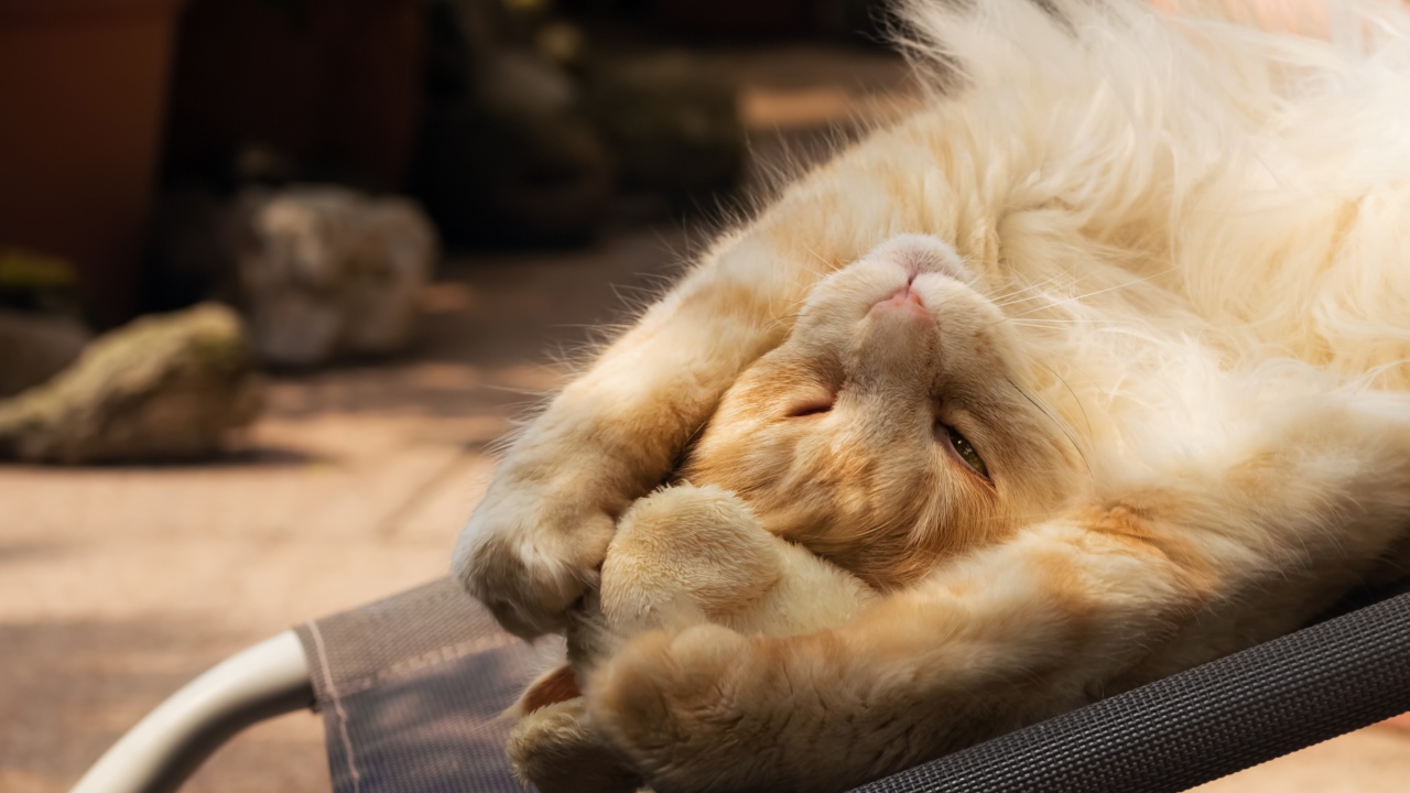 Рыжий кот спит на кресле 