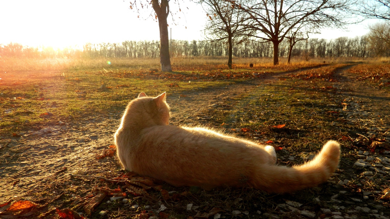 Рыжий кот лежит на земле в лучах осеннего солнца