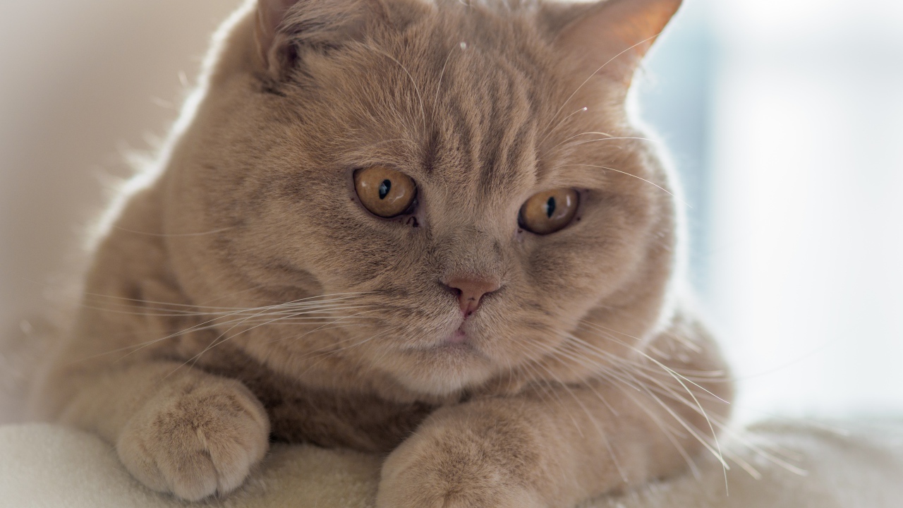 Рыжая британская короткошёрстная кошка лежит на диване