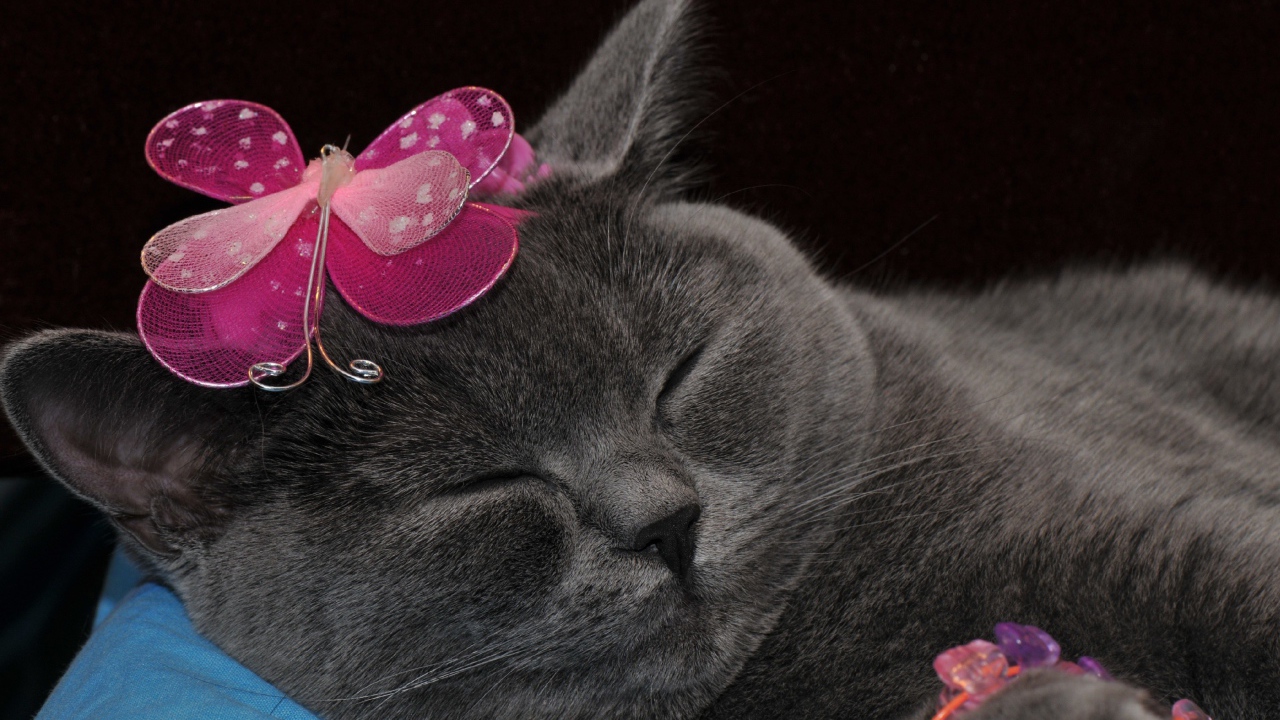 Спящий британский кот с украшением на голове