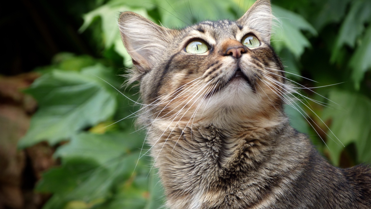 Взгляд серого зеленоглазого кота на фоне зеленых листьев