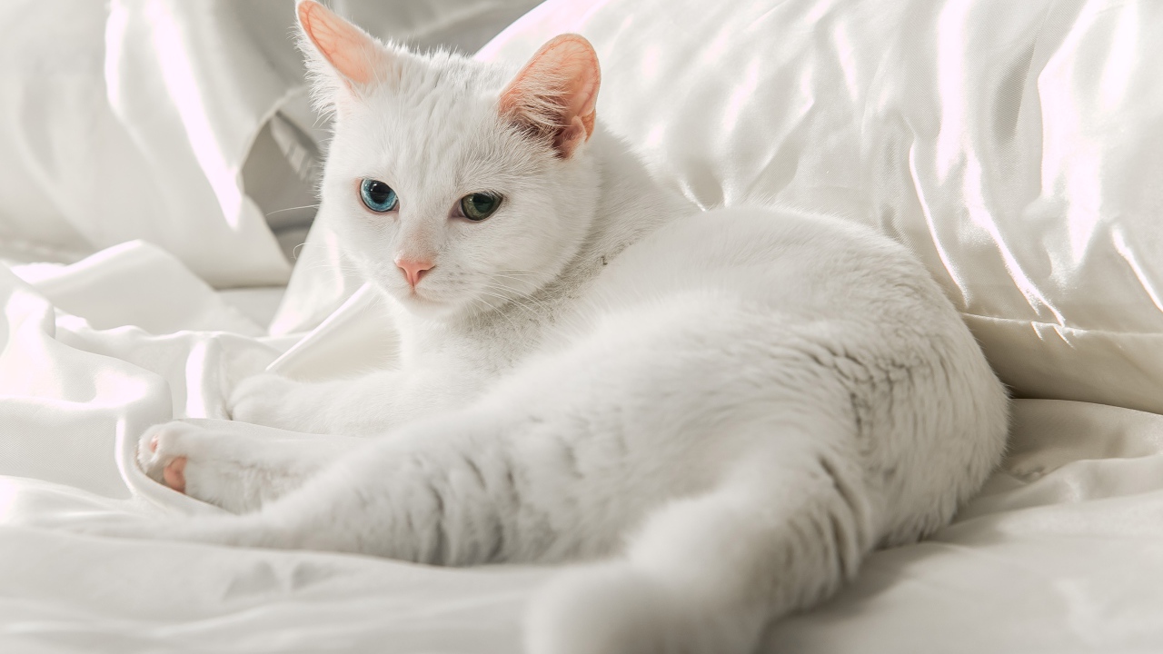 Белая кошка породы ангора лежит на кровати 