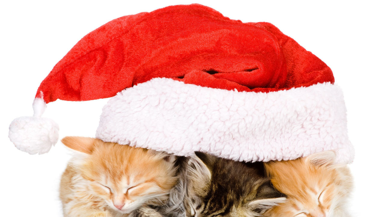 Три маленький милых котенка под новогодней шапкой на белом фоне
