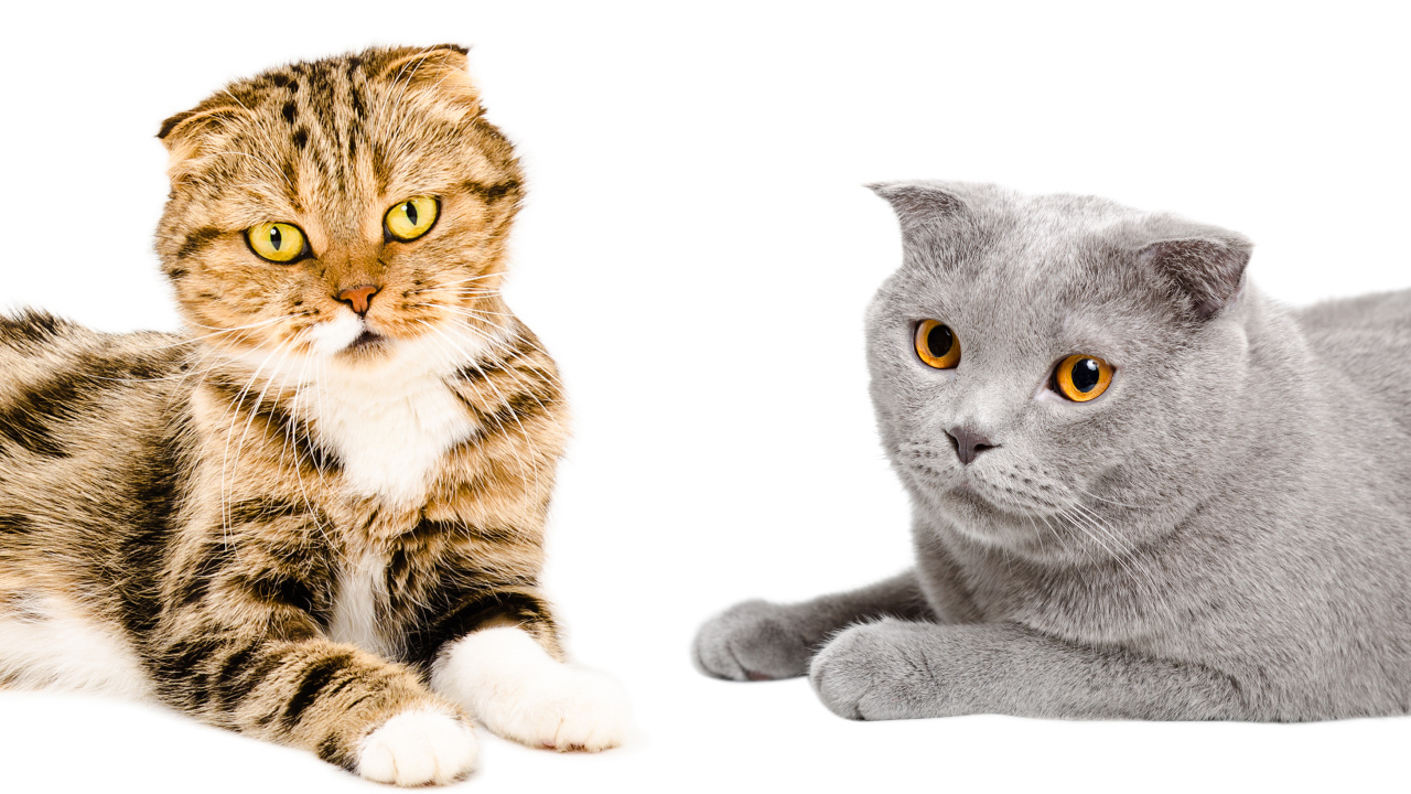 Два породистых вислоухих кота на белом фоне