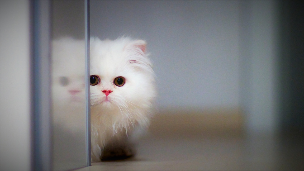 White fluffy cat peeps around the corner.