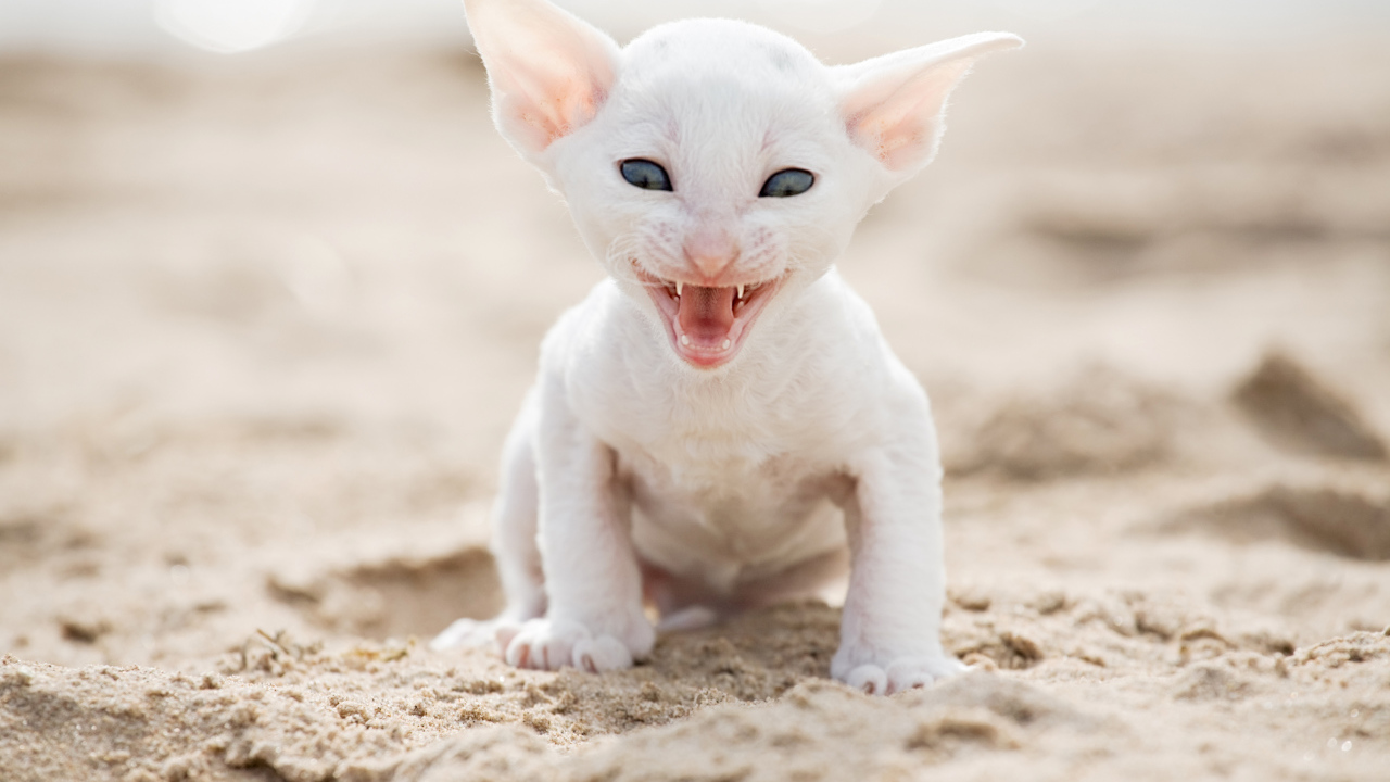 Белый маленький котенок породы Корниш-рекс