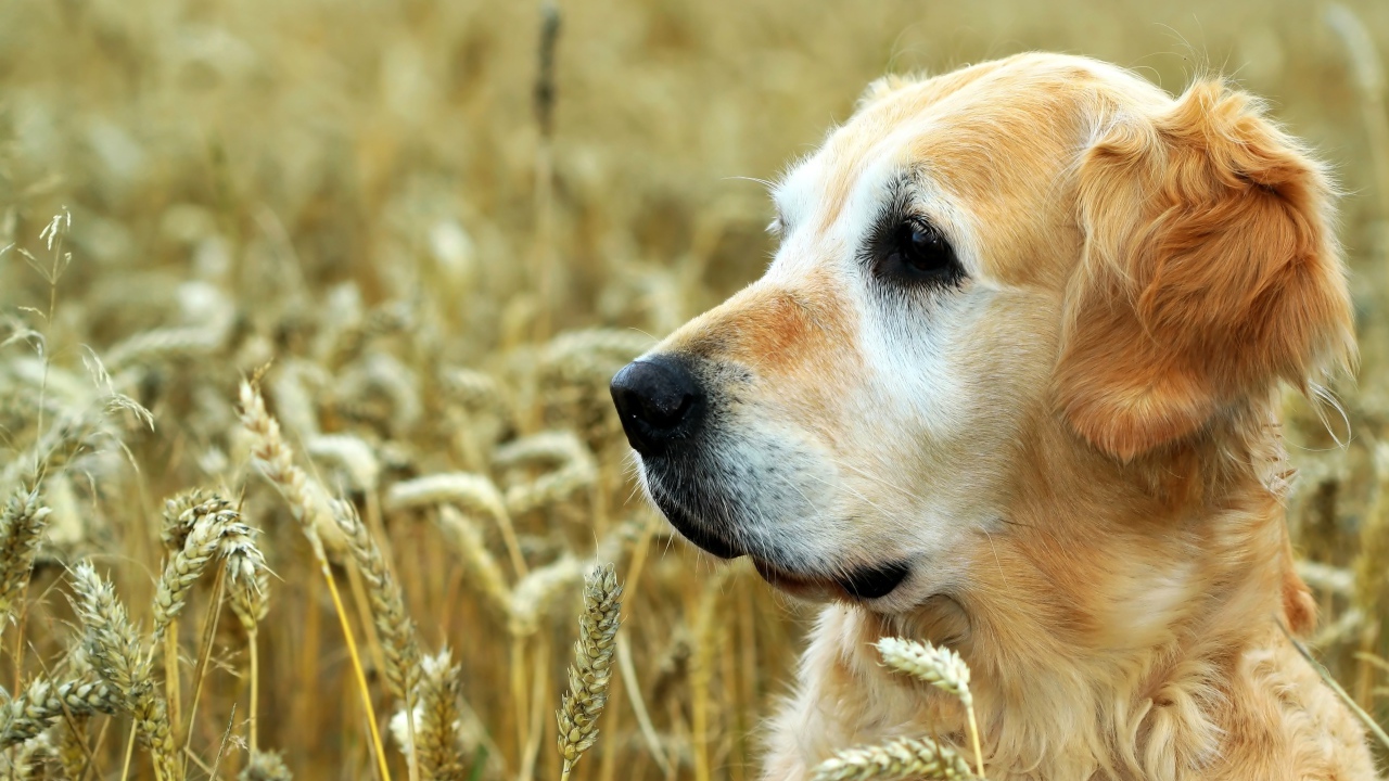 Собака породы золотистый ретривер сидит в поле пшеницы