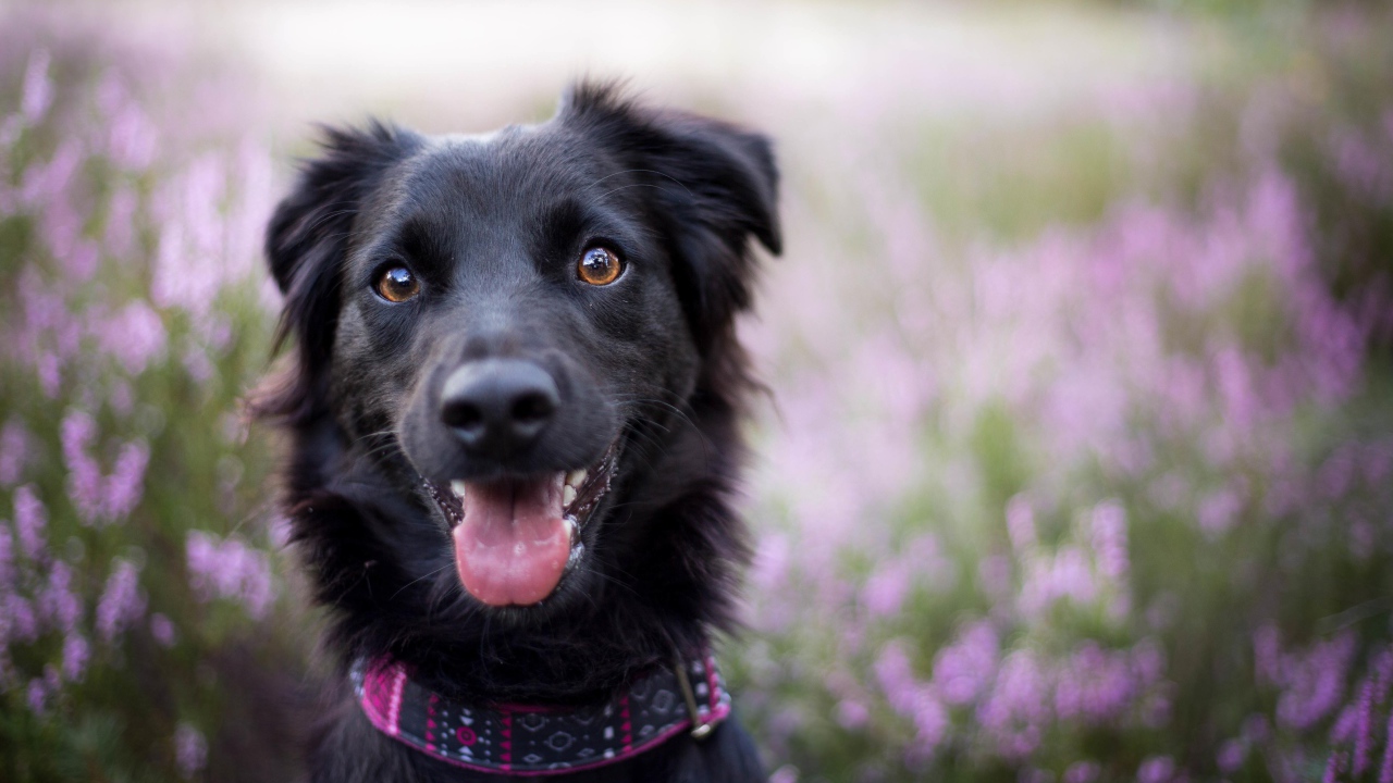 Забавная черная собака с высунутым языком