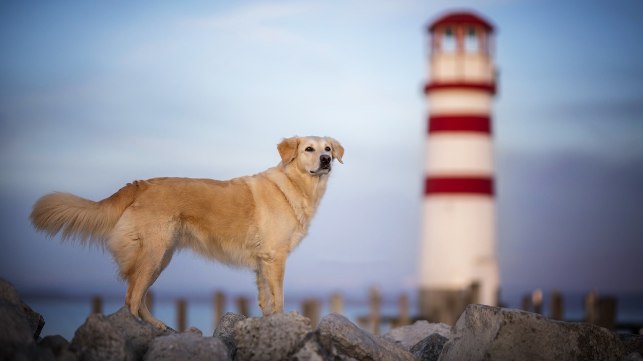 Золотистый ретривер стоит на камнях на фоне маяка