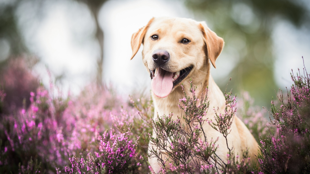 Золотистый ретривер с высунутым языком сидит в розовых цветах 