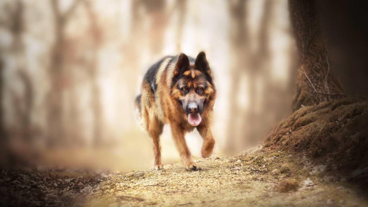 Большая немецкая овчарка бежит по лесной дороге 