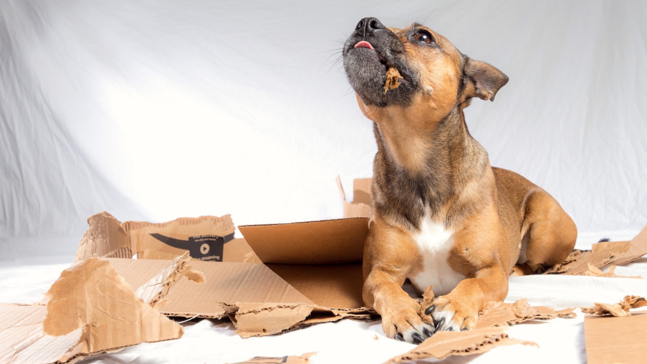 Маленький щенок грызет коробку 