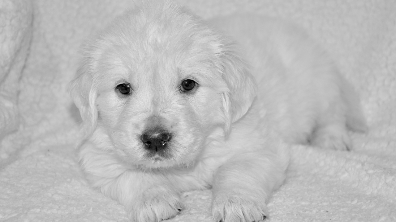 Маленький щенок золотистого ретривера черно белое фото 