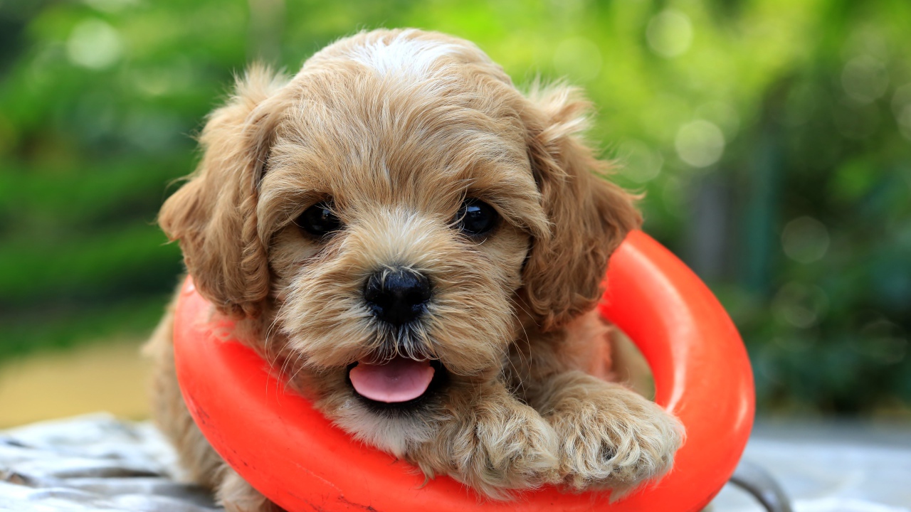 Маленький щенок со спасательным кругом